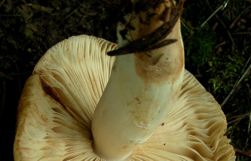 Russula laurocerasi